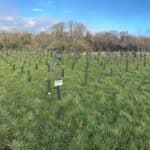 Eucalyptus at North Wyke, February 2025