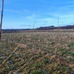 Italian Poplar at Auchincruive, Feb 2025