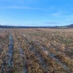 Miscanthus Athena , Auchincruive, February 2025