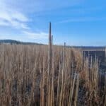 Brackling in Miscanthus giganteus