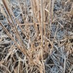 Leaf litter on ground of Miscanthus giganteus