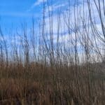 Willow, Auchincruive, Feb 2025