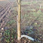 SRF poplar bursting out of treeguards!