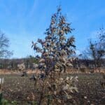 Storm/winter damaged Eucalyptus, Auchincruive, Feb 2025