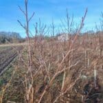 Buds on Alder at Auchincruive