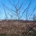 Black Locust at Auchincruive, Feb 2025