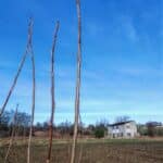 Buds on SRC poplar, Auchincruive, Feb 2025