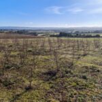 Black Locust at Boghall, Feb 2025