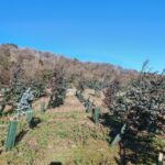 Eucalyptus at Boghall, Feb 2025