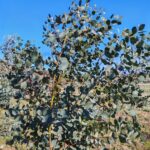Eucalyptus at Boghall, Feb 2025