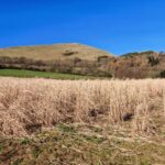 Miscanthus giganteus, Boghall, Feb 20256