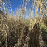 Miscanthus at Hillsborough, Feb 2025