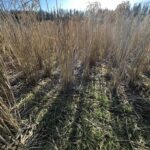 Miscanthus at Hillsborough, Feb 2025
