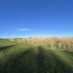 Miscanthus at Hillsborough, Feb 2025