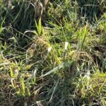 Reed Canary Grass at Hillsborough, Feb 2025