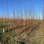 Willow at Hillsborough, Feb 2025