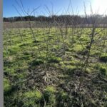 Black Locust at Hillsborough, Feb 2025