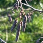 Alder at Hillsborough, Feb 2025