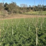 Poplar at Hillsborough