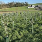 Eucalyptus at Hillsborough, February 2025