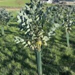 Eucalyptus at Hillsborough, February 2025