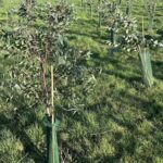 Eucalyptus at Hillsborough, February 2025