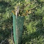 Eucalyptus at Hillsborough, February 2025