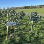 Eucalyptus at Hillsborough, February 2025
