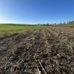 Harvested Willow, Hillsborough, Feb 2025