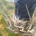 Miscanthus Yield Harvest, North Wyke, Feb 2025