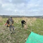 Miscanthus Yield Harvest, North Wyke, Feb 2025