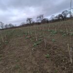 Italian Poplar at Cockle Park Farm, Feb 2025