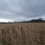 Miscanthus at Cockle Park Farm