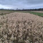 Reed Canary grass at Cockle Park Farm, Feb 2025