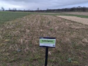 Switchgrass at Cockle Park Farm, Feb 2025