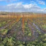 Willow variety trial, North Wyke, Feb 2025