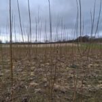 Willow at North Wyke, Feb 2025