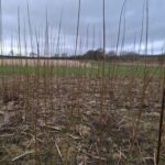 Willow at North Wyke, Feb 2025