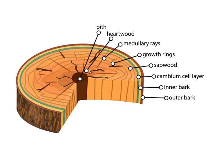 Fig  1.  A generalised cross section of  a woody  plant structure 