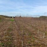 Alder at Headley Hall, March 2025