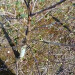 Alder buds at Headley Hall, March 2025