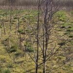 Black Locust at Chesham, March 2025
