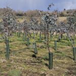 Eucalyptus at Chesham, March 2025