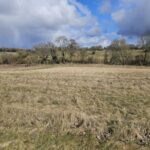Miscanthus Harvest at Chesham, March 2025