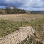 Miscanthus Harvest at Chesham, March 2025