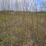 Willow at Chesham, March 2025