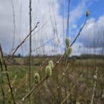 Willow at Chesham, March 2025