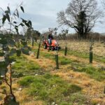 Mowing the Eucalyptus aisles at Chesham