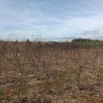 Black Locust at Headley Hall, March 2025