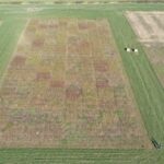 Drone shot of willow variety trial plot, Boghall, March 2025